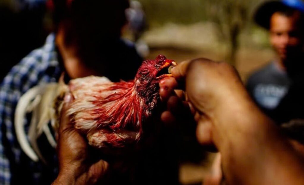 Đá Gà Chọi Cuba N88 Tìm Hiểu Về Cổng Game Cá Cược Hấp Dẫn 1 da ga choi cuba n88 3