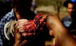 da ga choi cuba n88 3