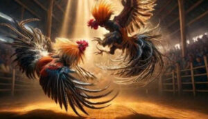 da ga truc tiep n88 1